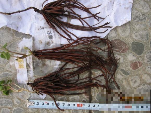 铁线莲容易买到假货，注意看价格，越便宜越有猫腻！