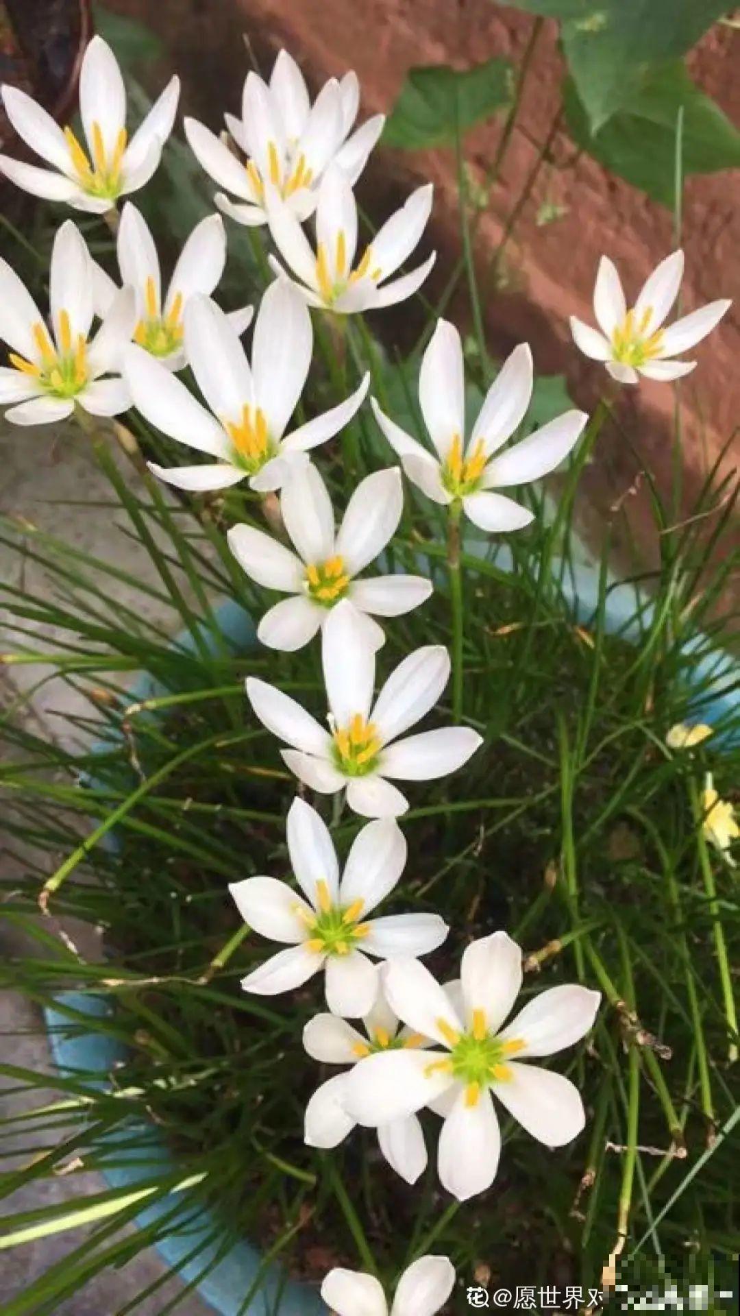 花盆里插朵花,装成天堂鸟,谁买谁上当 花盆里插朵花,装成天堂鸟,谁买谁上当