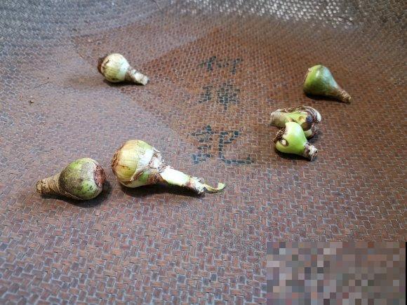 为什么朱顶红要休眠?因为不休眠,很可能不开花! 为什么朱顶红要休眠?因为不休眠,很可能不开花!