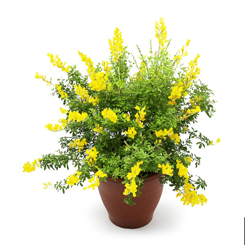 金雀花特抗造，咋养都能活，养它太省心！