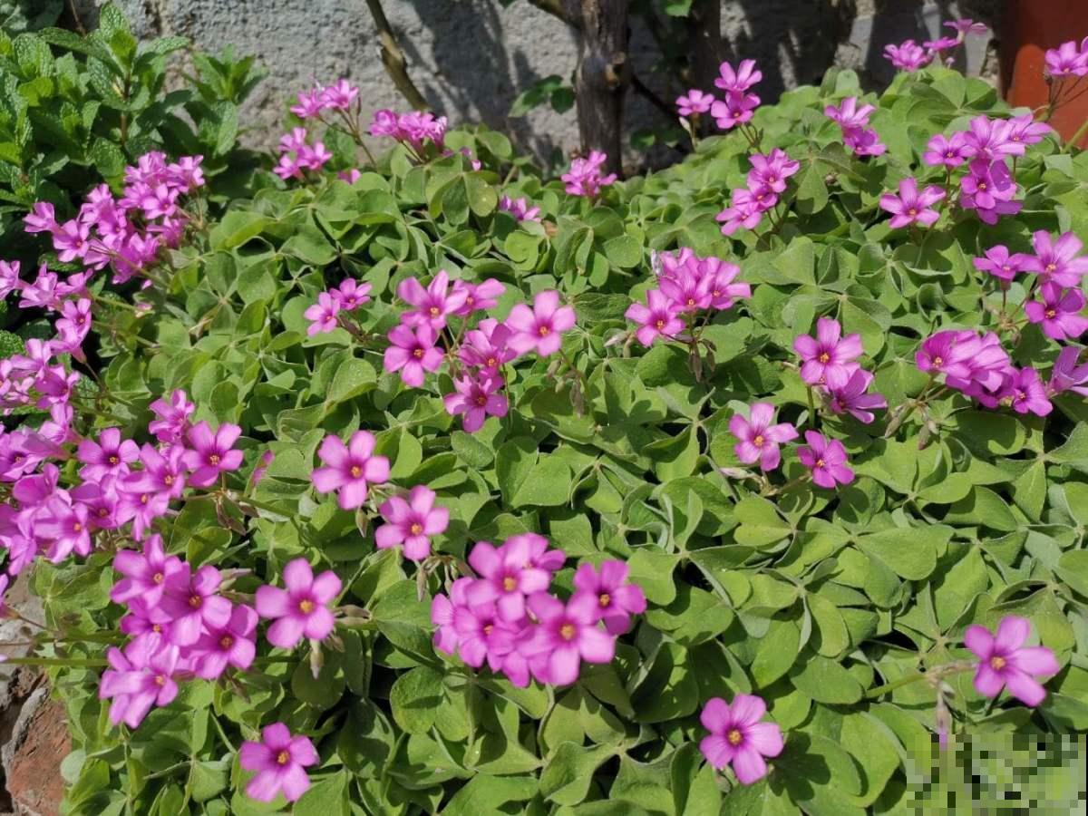 在家养花，选对品种投资十几块，一年能赚不少