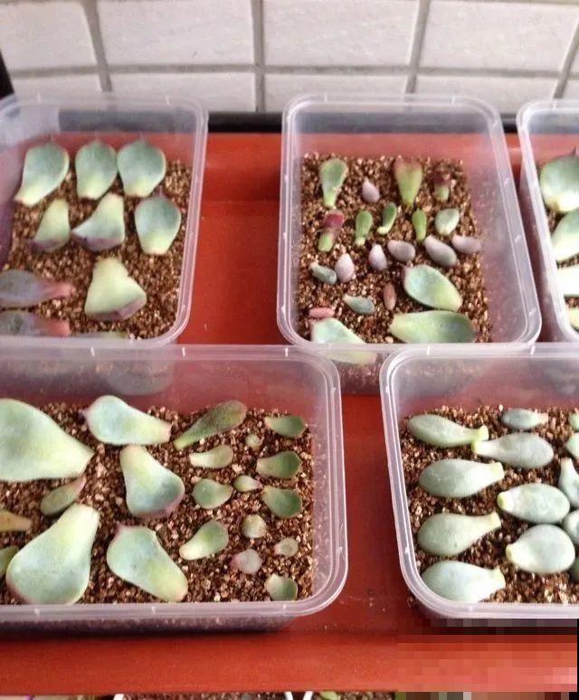 旧筷子、老干妈瓶，都是养花宝贝，做盆浇水都能用！