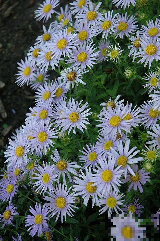 9种罕见又美妙的植物,你要认识一种,我都承认你厉害! 9种罕见又美妙的植物,你要认识一种,我都承认你厉害!