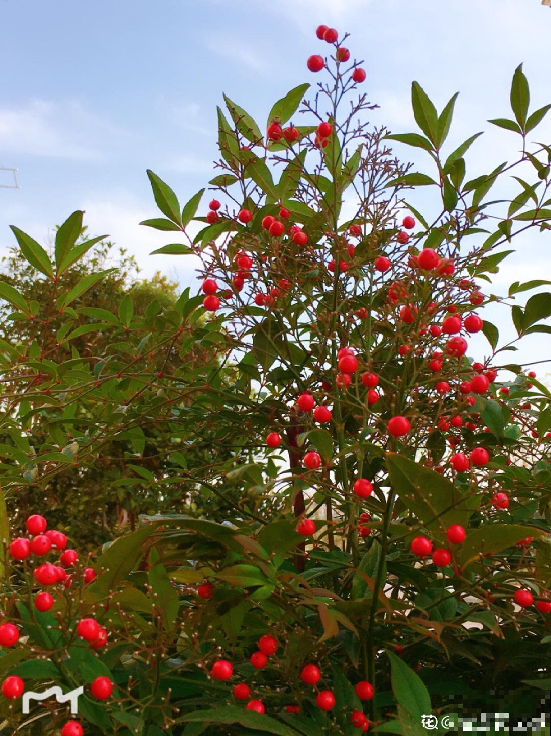 路边捡的果子有剧毒，看见了要躲开！