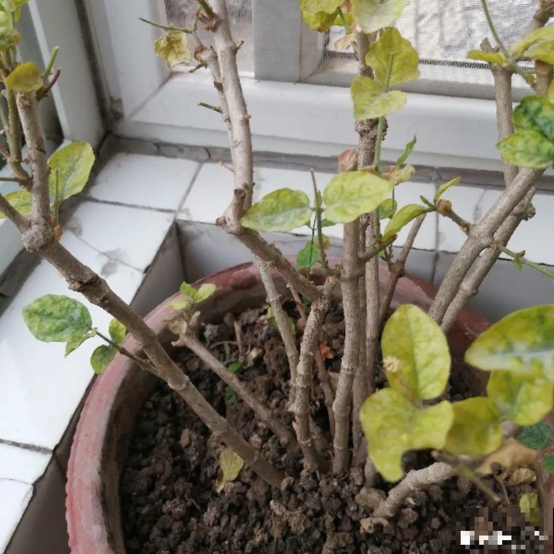 现在开始，这10种花不能剪，剪了开花难！