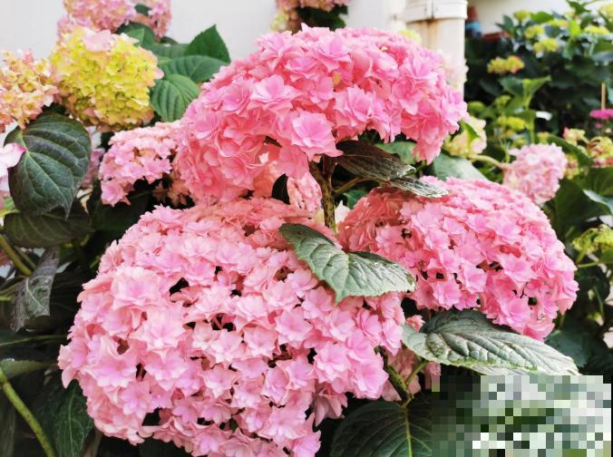 家里有这4种花，现在千万别修剪，剪了就不开花了！