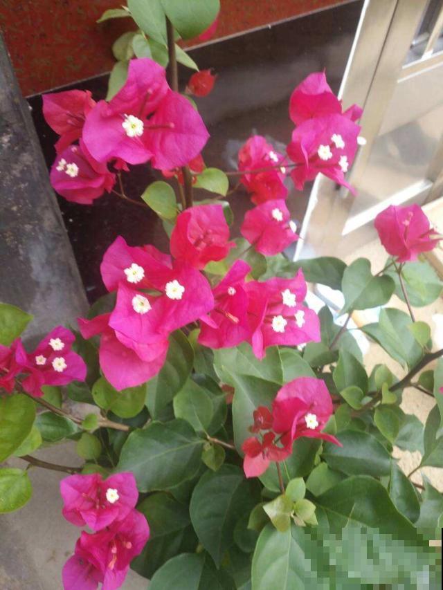 三角梅养在绿化带,呼呼蹿成大花树,养家里却不长个 三角梅养在绿化带,呼呼蹿成大花树,养家里却不长个