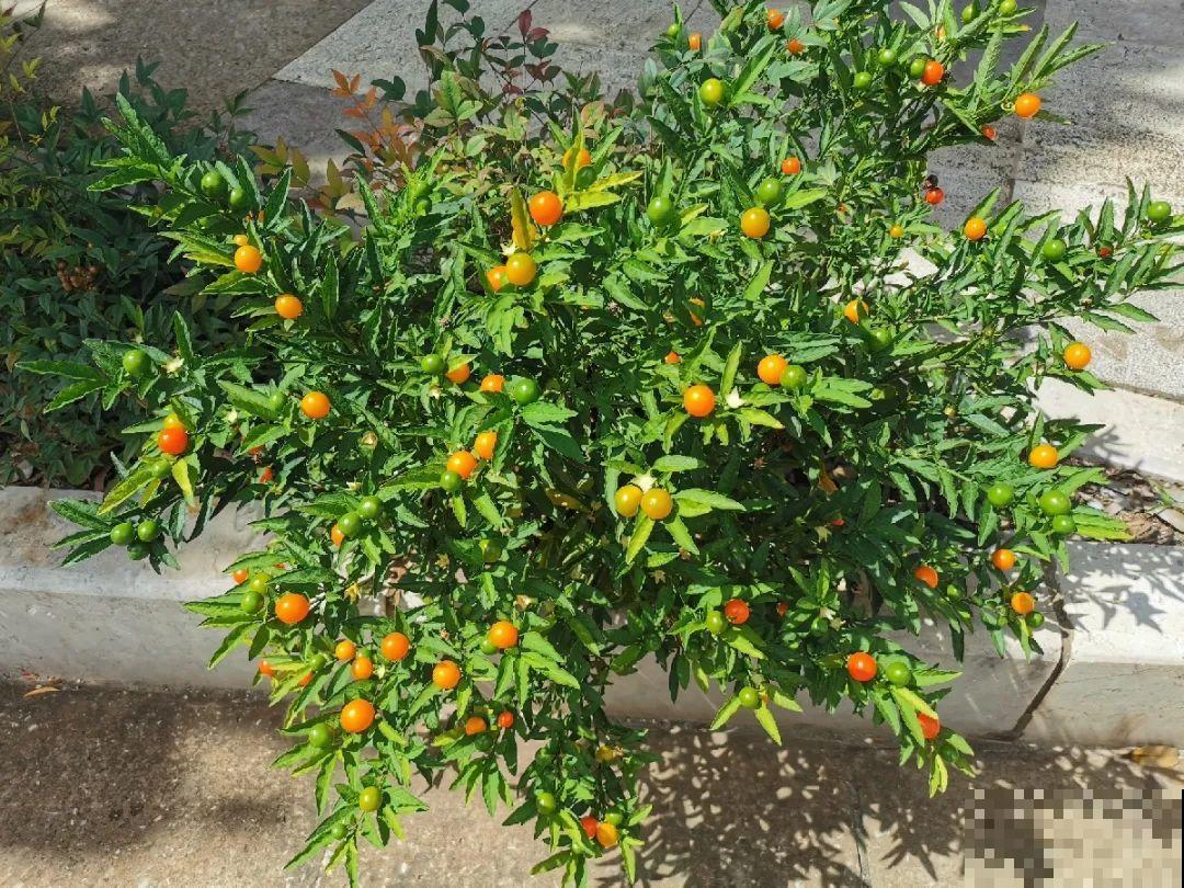 20种有毒花,出门别乱摘,有小孩的特别注意 20种有毒花,出门别乱摘,有小孩的特别注意