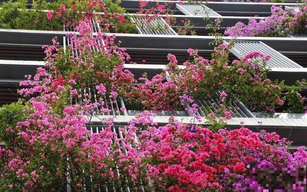 30层楼高开满三角梅,变成空中花园,太美了! 30层楼高开满三角梅,变成空中花园,太美了!