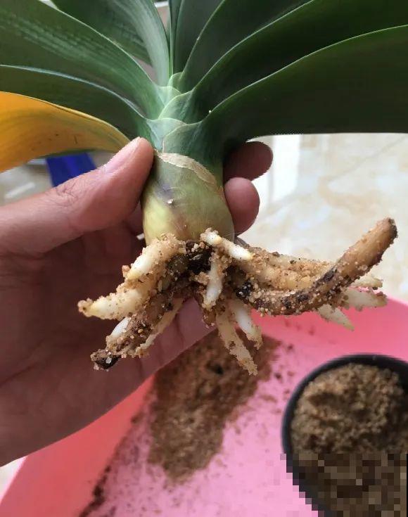 这花拔起来没有根,赶紧换盆,不然活不过俩月! 这花拔起来没有根,赶紧换盆,不然活不过俩月!