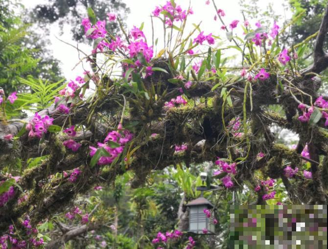 还敢说你的花园有创意?看看这些脑洞设计,一般人做不来! 还敢说你的花园有创意?看看这些脑洞设计,一般人做不来!