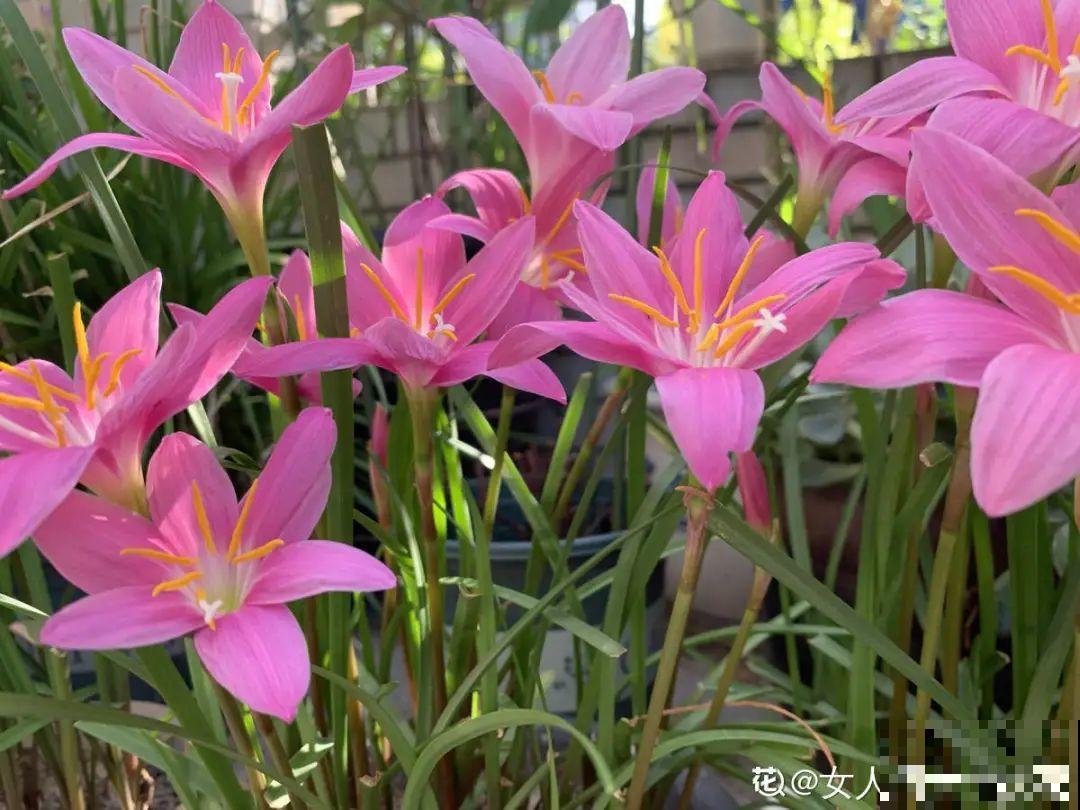 花盆里插朵花,装成天堂鸟,谁买谁上当 花盆里插朵花,装成天堂鸟,谁买谁上当