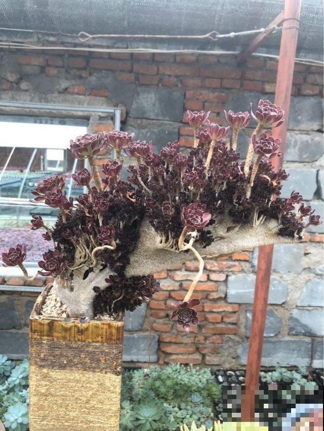 家里的花长得丑?给它一刀,叶子嗖嗖疯长! 家里的花长得丑?给它一刀,叶子嗖嗖疯长!