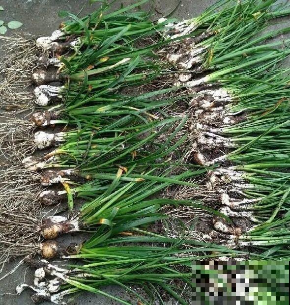 种花赚钱？要是有块地，真的发财了！