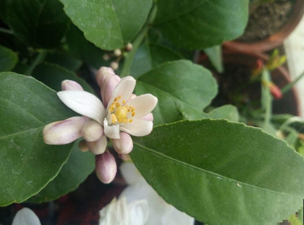 秋天在家养柠檬，杀菌还能净化空气，一棵就能满屋飘香