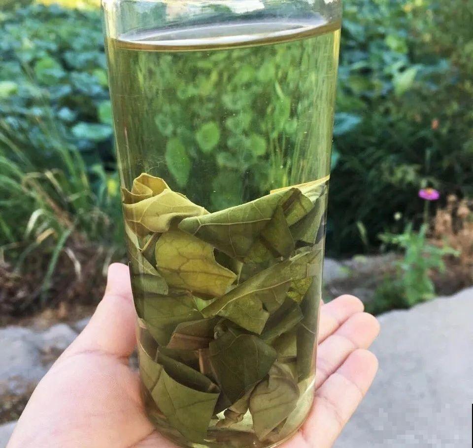 荷花全身都是宝,怎么吃都好吃,夏天清热又败火! 荷花全身都是宝,怎么吃都好吃,夏天清热又败火!