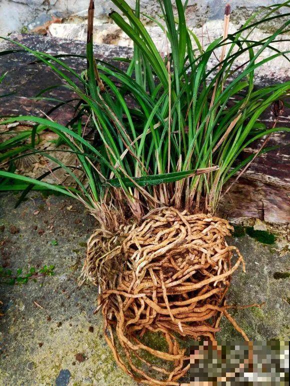 捡了3个大水缸，种上这几种花，放门口太霸气了！