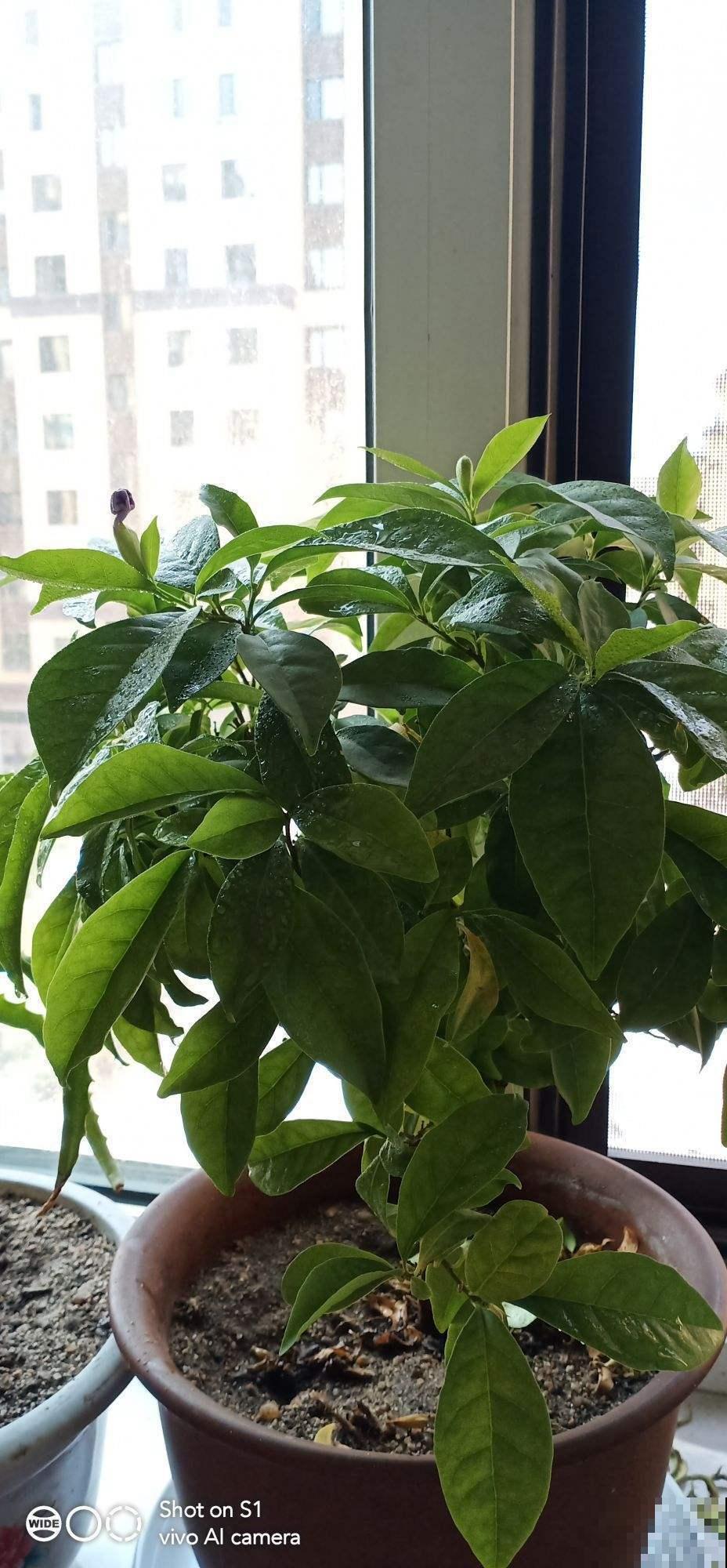 吃不完的水果别扔，妙手一改成盆栽，谁看了都得竖大拇指！