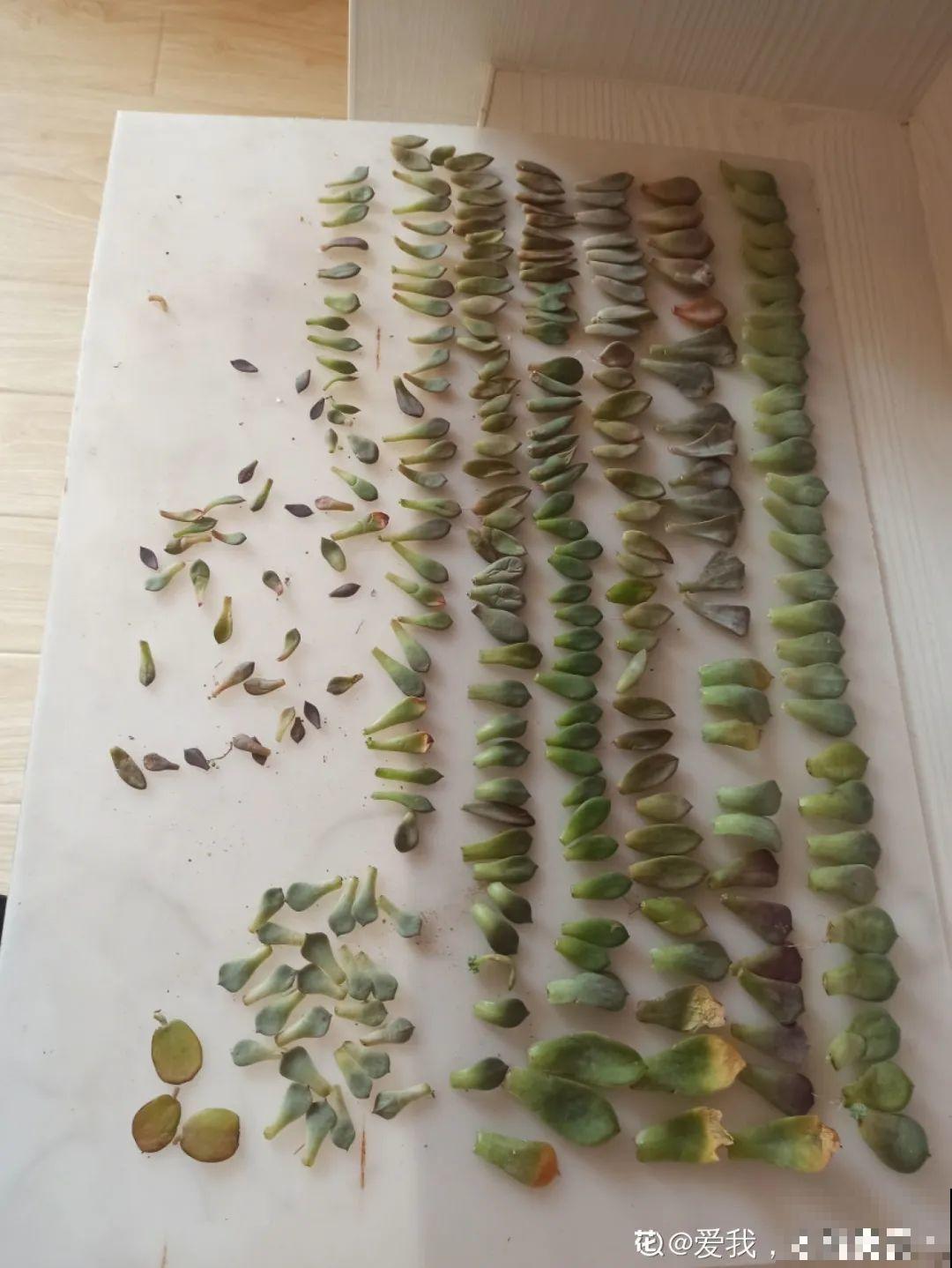 你扔的花,我捡回家,半个月起死回生! 你扔的花,我捡回家,半个月起死回生!