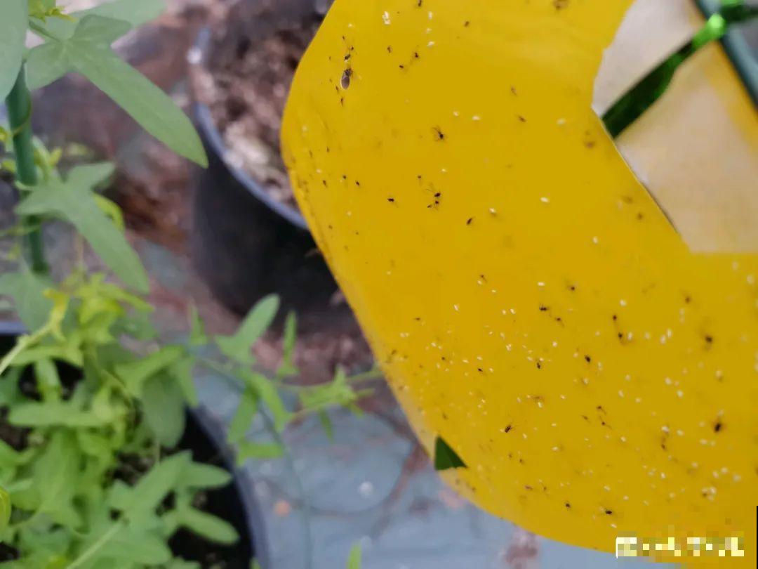 秋天虫子泛滥，不注意预防，家里的花都遭殃！
