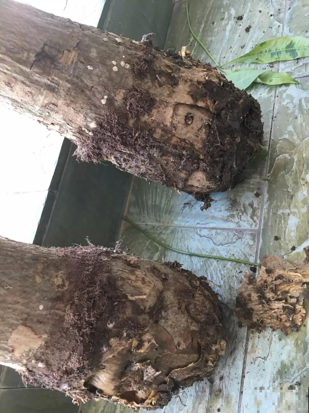 换盆有讲究,不能乱来,伤到根部就惨啦! 换盆有讲究,不能乱来,伤到根部就惨啦!