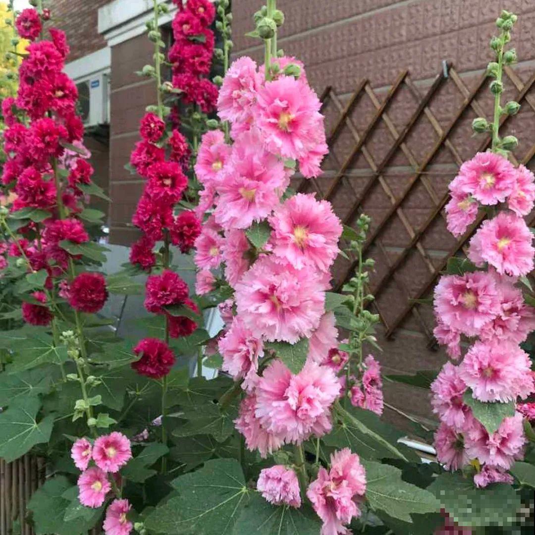 看图猜花名，100道题，测你的养花天分！