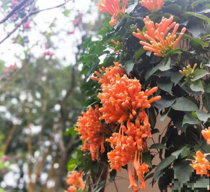 “一点就炸”的炮仗花，爬墙特厉害，想要花墙的来！