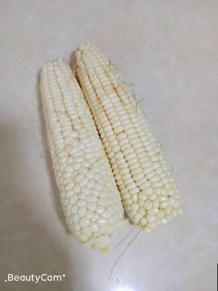 西红柿、玉米……埋土里，7天长成小森林，结出果子一大筐！