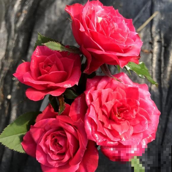 永远系列月季,个个都是经典品种,养一次就上瘾! 永远系列月季,个个都是经典品种,养一次就上瘾!