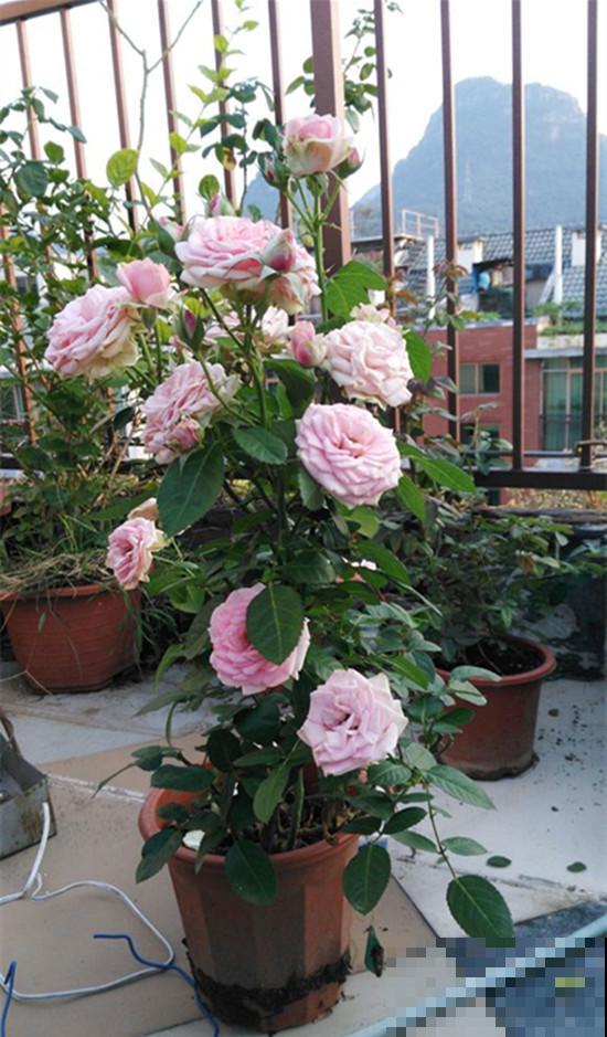 永远系列月季,个个都是经典品种,养一次就上瘾! 永远系列月季,个个都是经典品种,养一次就上瘾!