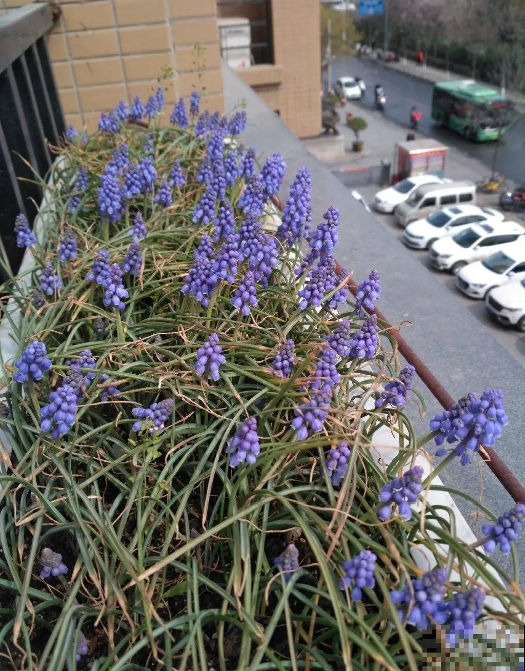 种花赚钱？要是有块地，真的发财了！