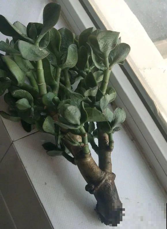 这花拔起来没有根,赶紧换盆,不然活不过俩月! 这花拔起来没有根,赶紧换盆,不然活不过俩月!