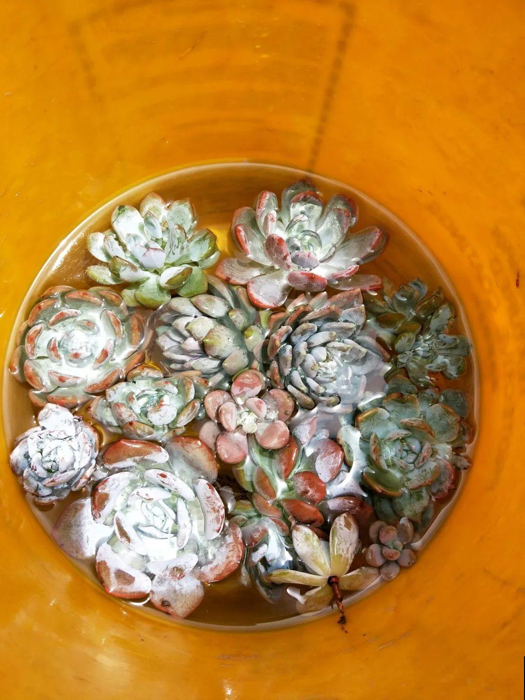 花堆成山,捡到手软,大麻袋都装不下了! 花堆成山,捡到手软,大麻袋都装不下了!