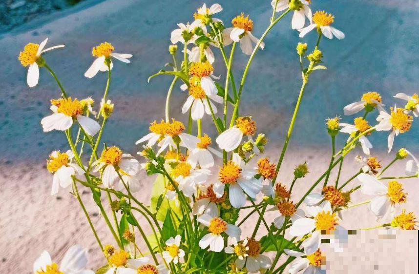 家花与野花的区别，一个娇贵、一个强悍，你更喜欢哪一种？