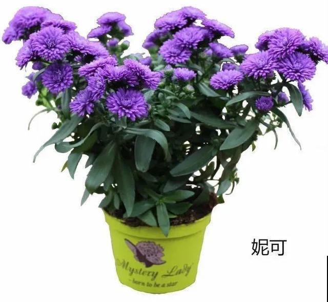 秋天必养的花,开花多气质好,关键还好养! 秋天必养的花,开花多气质好,关键还好养!