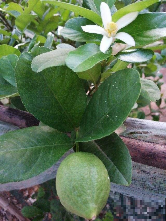秋天在家养柠檬，杀菌还能净化空气，一棵就能满屋飘香