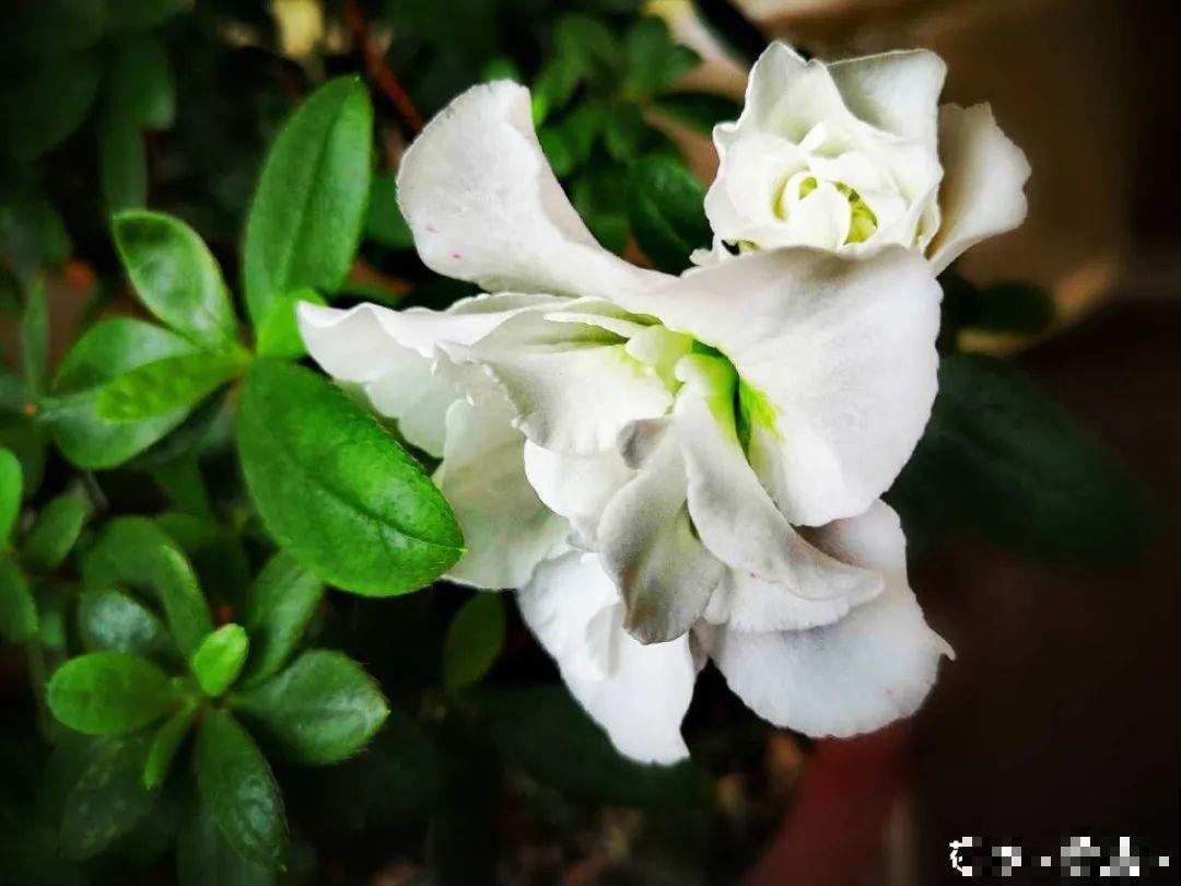 看图猜花名，100道题，测你的养花天分！