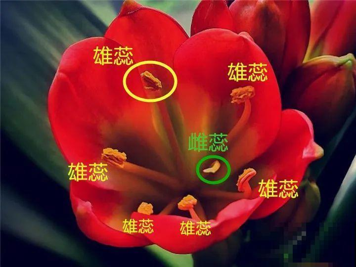 养花怎么才能人工授粉?一根小棉棒,就能解决问题! 养花怎么才能人工授粉?一根小棉棒,就能解决问题!