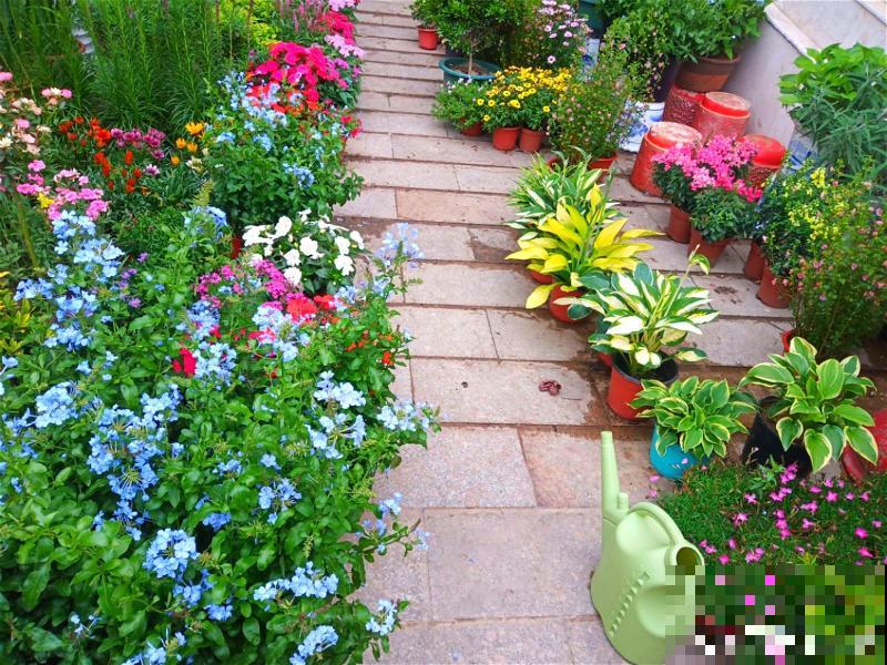 家里有这4种花，现在千万别修剪，剪了就不开花了！