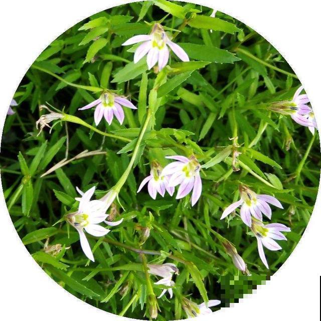 秋冬别养绿萝了，这种耐寒的开花机器，更适合懒人养！