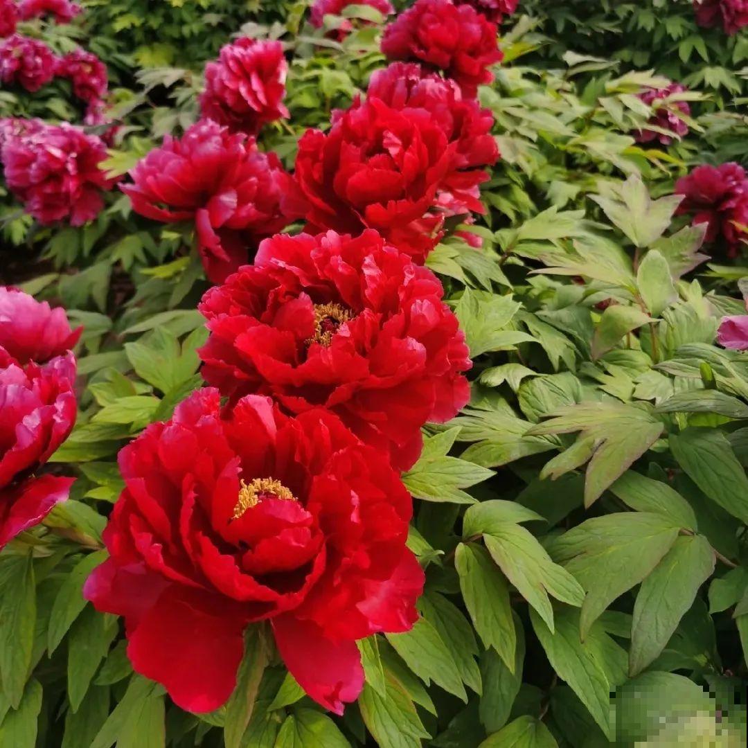 这花只能秋天养,埋土里就活,晚了再等一整年! 这花只能秋天养,埋土里就活,晚了再等一整年!