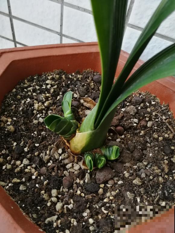 君子兰3大养护难题,一次性给你解决,今年准时开花! 君子兰3大养护难题,一次性给你解决,今年准时开花!