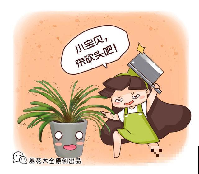 家里的花长得丑？给它一刀，叶子嗖嗖疯长！