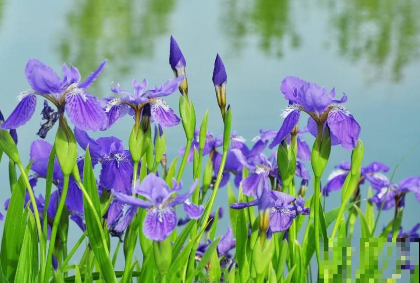 如果你是浇水党，就养这些耐水淹的花，浇多少都没事！