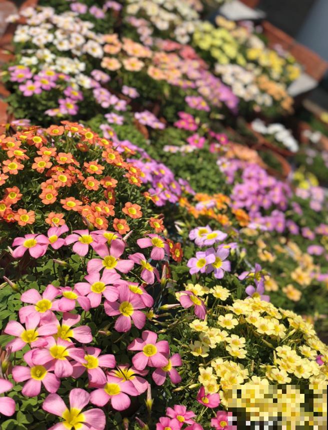 酢浆草太能生崽,一年生一堆,多得都想扔! 酢浆草太能生崽,一年生一堆,多得都想扔!