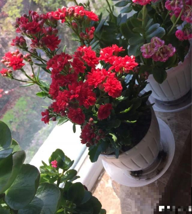 4种养花夺命水，秋天不要浇，一浇花就死！