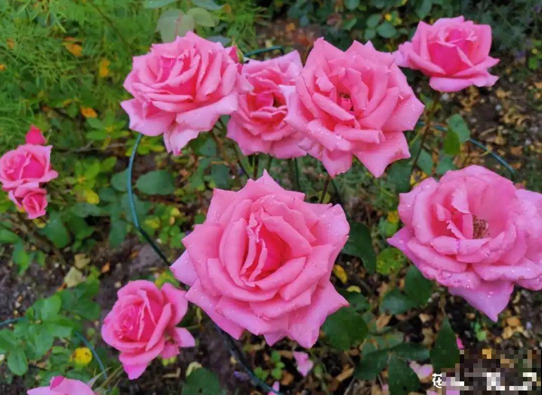 11种花,下个月就开花,现在养护是关键! 11种花,下个月就开花,现在养护是关键!