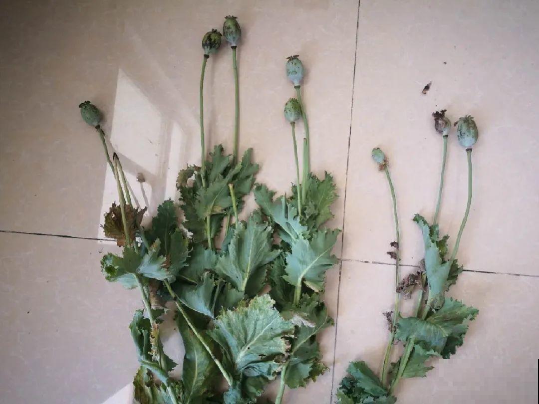 罂粟花不能随便种,私自种植,就得薅光 罂粟花不能随便种,私自种植,就得薅光