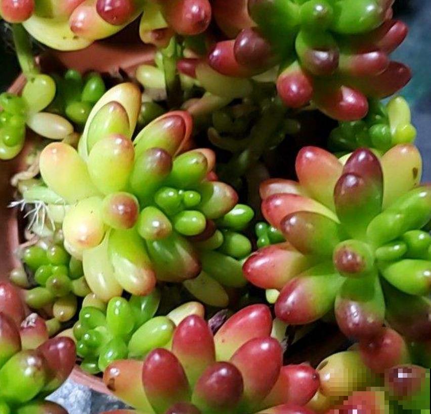 彩虹之玉这么养,肉嘟嘟,肥嫩嫩,红彤彤! 彩虹之玉这么养,肉嘟嘟,肥嫩嫩,红彤彤!