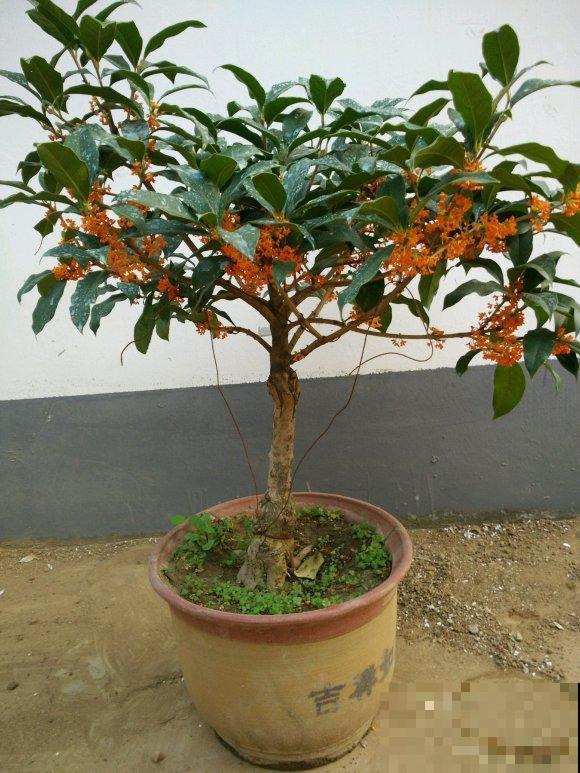 家里养桂花，这4件事不要做，不然叶子掉光光